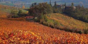 Vigne Emilia Romagna